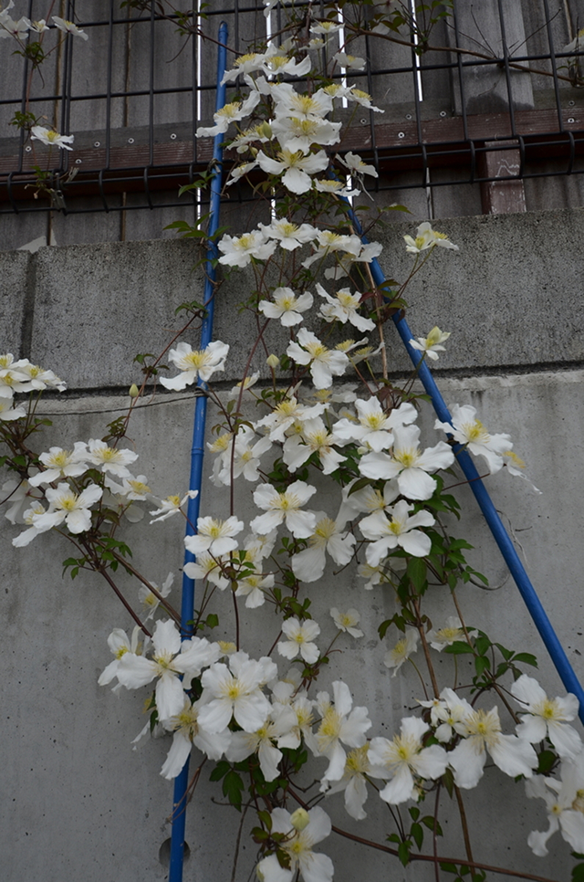 自然と暮らす暮らし