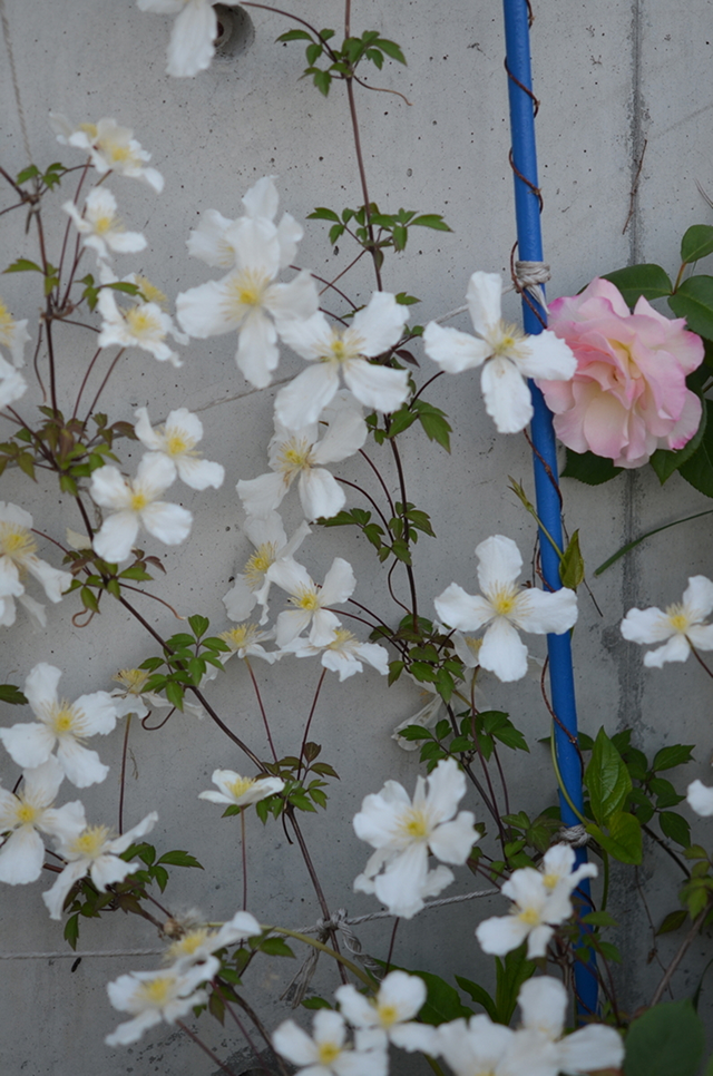 自然と暮らす暮らし